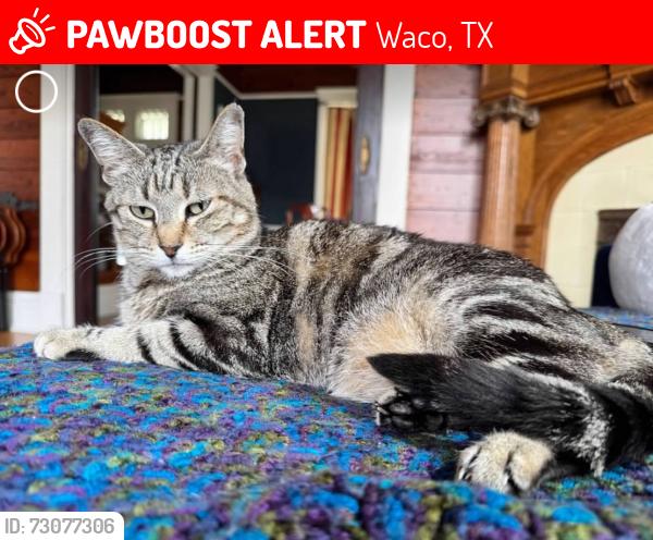 Lost Female Cat last seen Sanger Heights, Waco, TX 76707