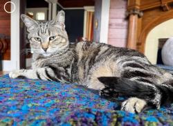 Lost Female Cat last seen Sanger Heights, Waco, TX 76707