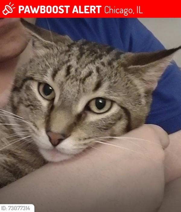 Lost Male Cat last seen Troop, Chicago, IL 60609