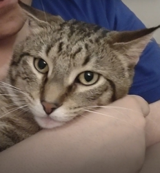 Lost Male Cat last seen Troop, Chicago, IL 60609