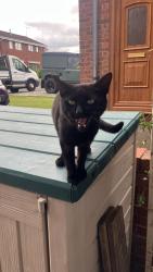 Found/Stray Unknown Cat last seen B31 my hse, West Midlands, England B31