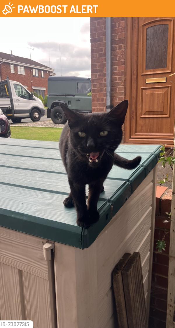 Found/Stray Unknown Cat last seen B31 my hse, West Midlands, England B31