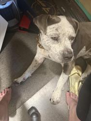 Reunited Male Dog last seen Hillcrest Antioch. Near Safeway, Antioch, CA 94531