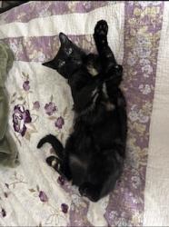 Reunited Female Cat last seen Cypress Rosehill, Cypress, TX 77429