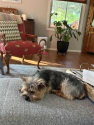 Lost Female Dog last seen Dunbar Horsetooth, Fort Collins, CO 80526