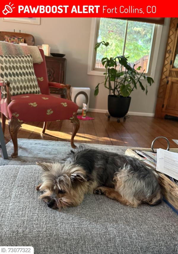 Lost Female Dog last seen Dunbar Horsetooth, Fort Collins, CO 80526