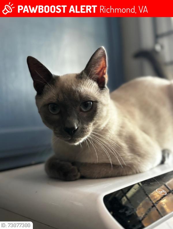 Lost Male Cat last seen North Avenue market Richmond 23222, Richmond, VA 23222