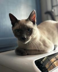 Lost Male Cat last seen North Avenue market Richmond 23222, Richmond, VA 23222