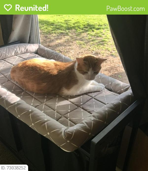 Reunited Male Cat last seen Across the street from the Mason Dixon Historical Park, Maidsville, WV 26541