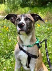 Shelter Stray Female Dog last seen Near Misty Waters Drive Decatur, 30032, 30032, GA, 3280 Chamblee Dunwoody Rd, Chamblee, GA 30341, USA