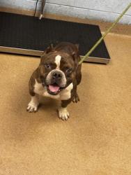 Shelter Stray Male Dog last seen Near Hilton Drive Decatur, 30035, 30035, GA, 3280 Chamblee Dunwoody Rd, Chamblee, GA 30341, USA