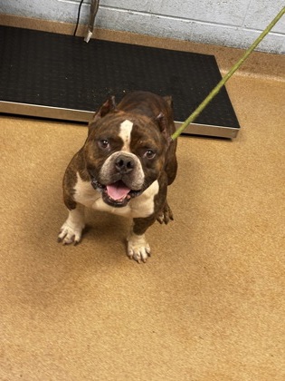 Shelter Stray Male Dog last seen Near Hilton Drive Decatur, 30035, 30035, GA, 3280 Chamblee Dunwoody Rd, Chamblee, GA 30341, USA