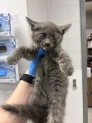 Shelter Stray Female Cat last seen Keith Hawthorne Dealership in Belmont, County/Unicorporated, NC, 1491 Business Park Ct, Gastonia, NC 28052, USA