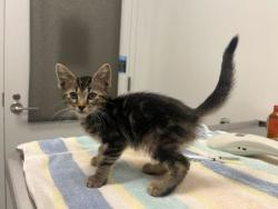 Shelter Stray Male Cat last seen Thompson ave and Kensington Ave, 64124, MO, 7077 Elmwood Ave, Kansas City, MO 64132, USA