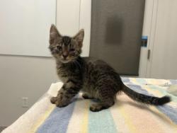 Shelter Stray Male Cat last seen Thompson ave and Kensington Ave, 64124, MO, 7077 Elmwood Ave, Kansas City, MO 64132, USA