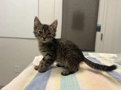 Shelter Stray Male Cat last seen Thompson ave and Kensington Ave, 64124, MO, 7077 Elmwood Ave, Kansas City, MO 64132, USA