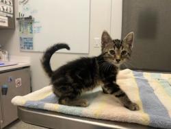 Shelter Stray Male Cat last seen Thompson ave and Kensington Ave, 64124, MO, 7077 Elmwood Ave, Kansas City, MO 64132, USA