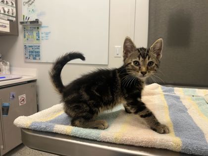 Shelter Stray Male Cat last seen Thompson ave and Kensington Ave, 64124, MO, 7077 Elmwood Ave, Kansas City, MO 64132, USA