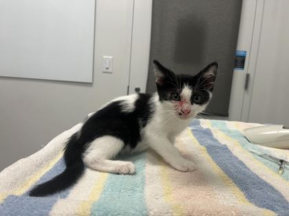 Shelter Stray Male Cat last seen Thompson ave and Kensington Ave, 64124, MO, 7077 Elmwood Ave, Kansas City, MO 64132, USA