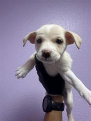 Shelter Stray Female Dog last seen Near N Mesa st, CITY of El Paso, TX, 5001 Fred Wilson Ave, El Paso, TX 79906, USA