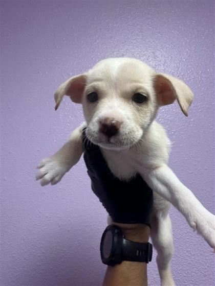Shelter Stray Female Dog last seen Near N Mesa st, CITY of El Paso, TX, 5001 Fred Wilson Ave, El Paso, TX 79906, USA
