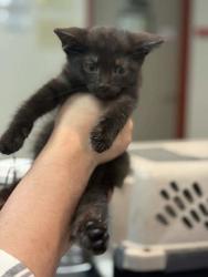 Shelter Stray Male Cat last seen Outside home, Memphis, TN, 935 Farm Rd, Memphis, TN 38134, USA
