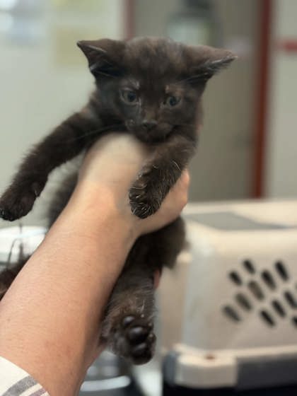 Shelter Stray Male Cat last seen Outside home, Memphis, TN, 935 Farm Rd, Memphis, TN 38134, USA