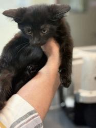 Shelter Stray Male Cat last seen Outside home, Memphis, TN, 935 Farm Rd, Memphis, TN 38134, USA