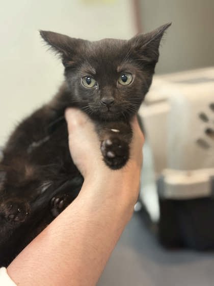 Shelter Stray Female Cat last seen Outside home, Memphis, TN, 935 Farm Rd, Memphis, TN 38134, USA