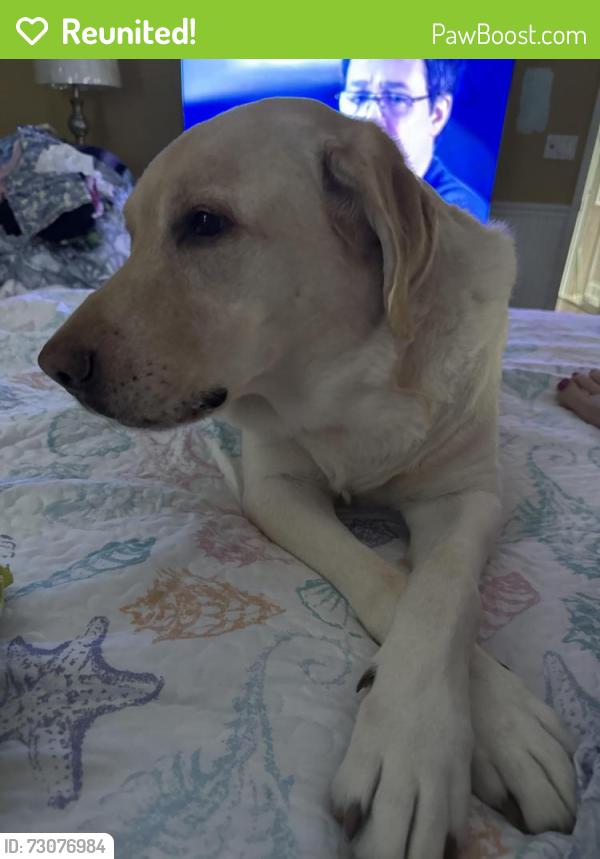 Reunited Male Dog last seen Tulane street , Port Charlotte, FL 33954