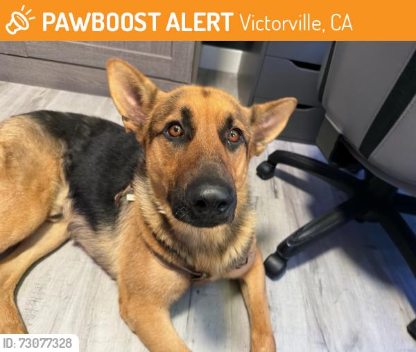 Found/Stray Male Dog last seen Dose palmas, Victorville, CA 92392