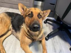 Found/Stray Male Dog last seen Dose palmas, Victorville, CA 92392