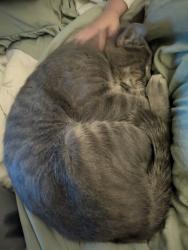 Found/Stray Female Cat last seen Vickers and N Academy., Colorado Springs, CO 80918