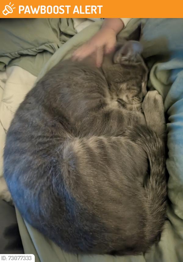 Found/Stray Female Cat last seen Vickers and N Academy., Colorado Springs, CO 80918