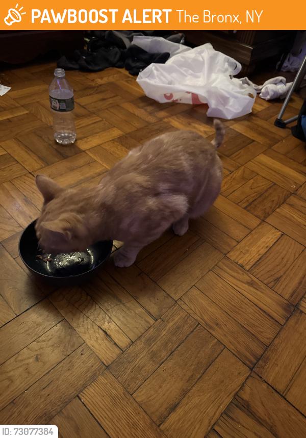 Found/Stray Female Cat last seen Near metropolitan ave, The Bronx, NY 10462