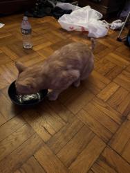 Found/Stray Female Cat last seen Near metropolitan ave, The Bronx, NY 10462