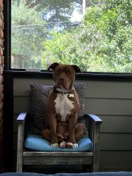 Reunited Female Dog last seen Hayden Dr Neighborhood , East Point, GA 30344