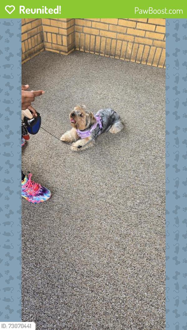 Reunited Female Dog last seen Swimming pool, Pittsburgh, PA 15213