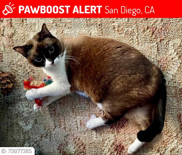Lost Female Cat last seen Lewis and Ibis, San Diego, CA 92103