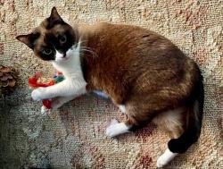 Lost Female Cat last seen Lewis and Ibis, San Diego, CA 92103