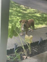 Found/Stray Female Dog last seen Central Park, White Settlement, TX 76108