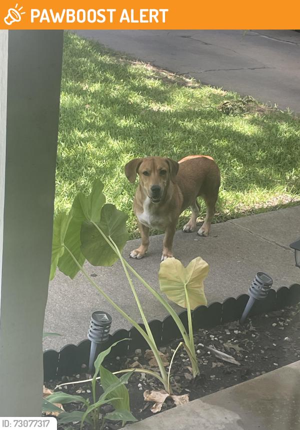 Found/Stray Female Dog last seen Central Park, White Settlement, TX 76108