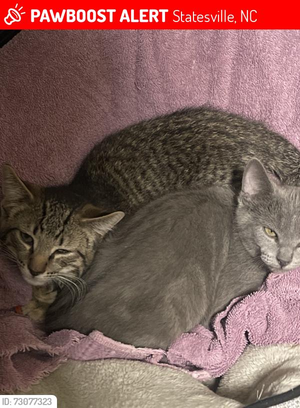 Lost Female Cat last seen May Drive, Statesville NC, Statesville, NC 28677