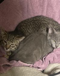 Lost Female Cat last seen May Drive, Statesville NC, Statesville, NC 28677