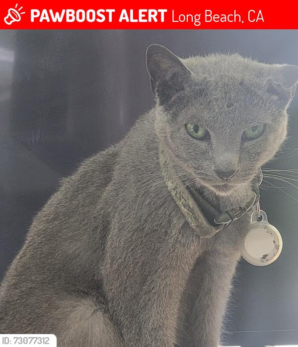 Lost Male Cat last seen Santiago & 7th Street, Long Beach, CA 90804