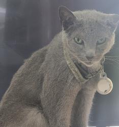Lost Male Cat last seen Santiago & 7th Street, Long Beach, CA 90804
