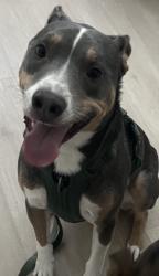 Lost Male Dog last seen Ash Ave and Magnolia Ave, Fullerton, CA 92833