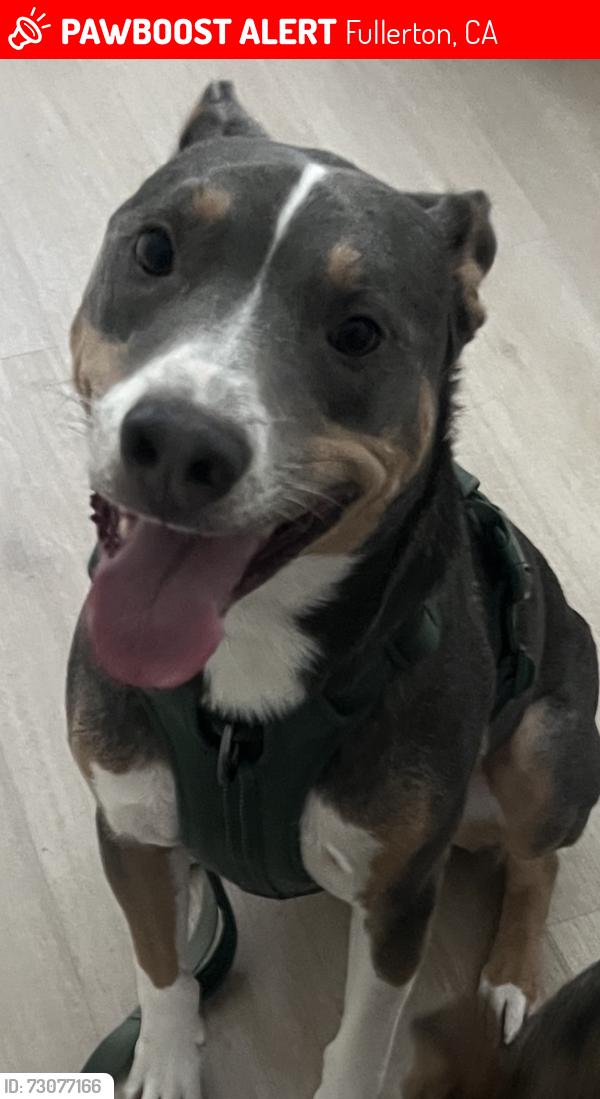 Lost Male Dog last seen Ash Ave and Magnolia Ave, Fullerton, CA 92833