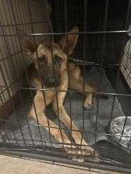 Shelter Stray Male Dog last seen E Meadow Bend Dr & View Ridge Dr, AUSTIN, TX, 78724, 7201 Levander Loop bldg a, Austin, TX 78702, USA