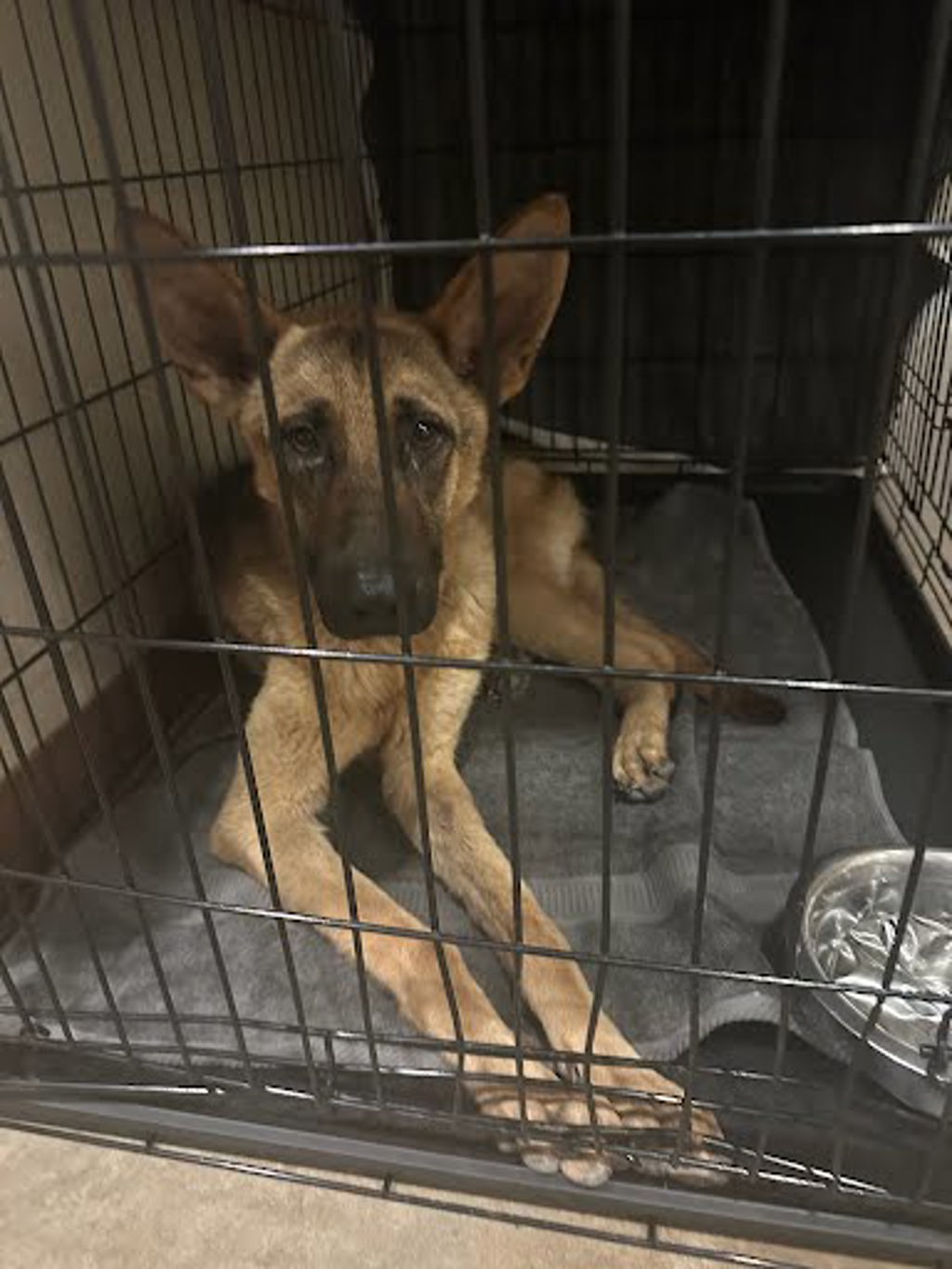Shelter Stray Male Dog last seen E Meadow Bend Dr & View Ridge Dr, AUSTIN, TX, 78724, 7201 Levander Loop bldg a, Austin, TX 78702, USA